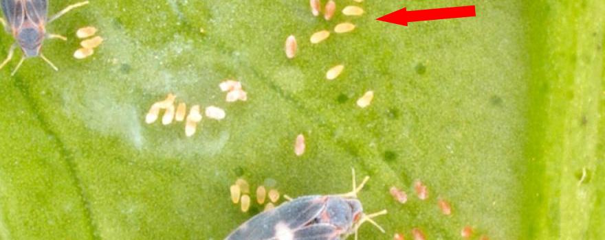 Ο μαύρος αλευρώδης των εσπεριδοειδών Aleyrocanthus spiniferus
