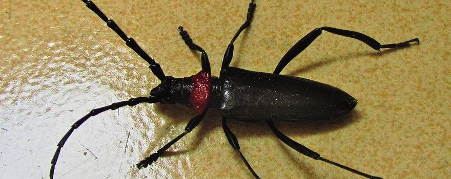 Aromia bungii (Faldermann)