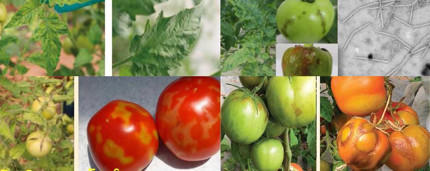Tomato Brown Rugose Fruit Virus (Σχετικές εικόνες)