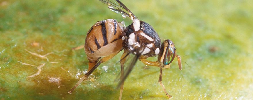Bactrocera dorsalis