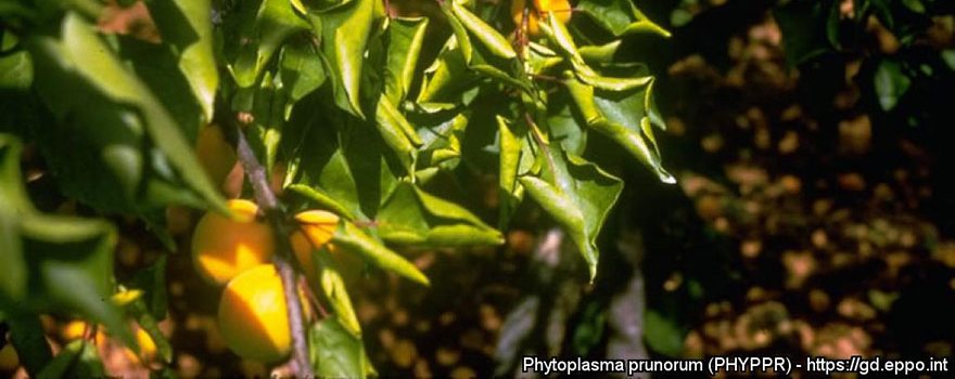 Candidatus phytoplasma prunorum