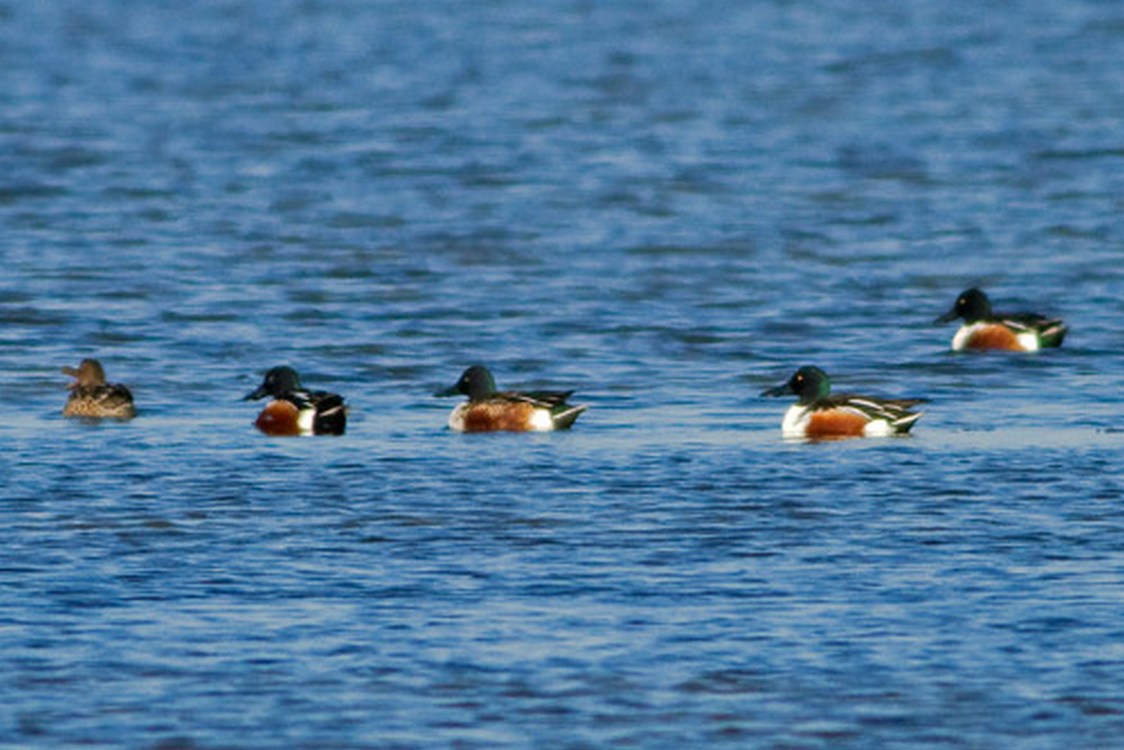 Παρατήρηση πουλιών (bird watching) στο Ρύμνιο Κοζάνης από την ΠΕ Κοζάνης το Σάββατο 17/6/2023