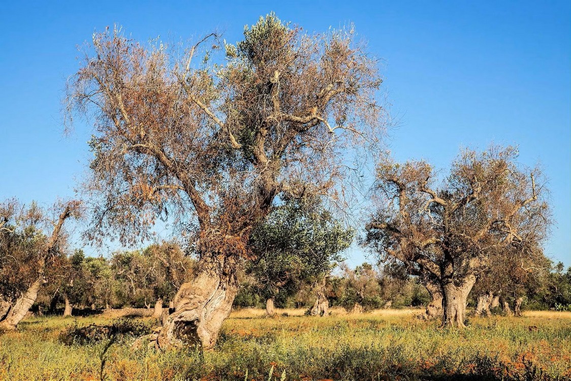 Ενημέρωση για τον Επιβλαβή Οργανισμό καραντίνας Xylella fastidiosa - Τροποποίηση του εκτελεστικού κανονισμού (ΕΕ) 2020/1201